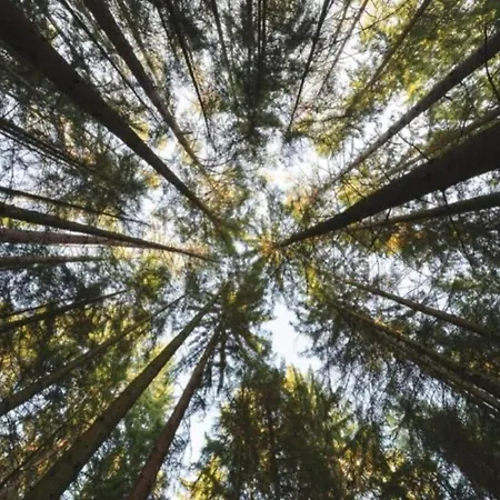 Apartament In Germany With Garden Terrace