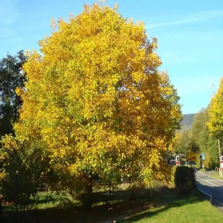 In Germany With Garden Terrace *